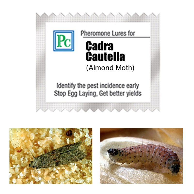 PC Pheromone Lures For Almond Moth (Cadra Cautella)